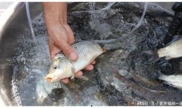 钓鱼人卷毛爆料视频大全,揭秘钓鱼技巧与趣事大盘点